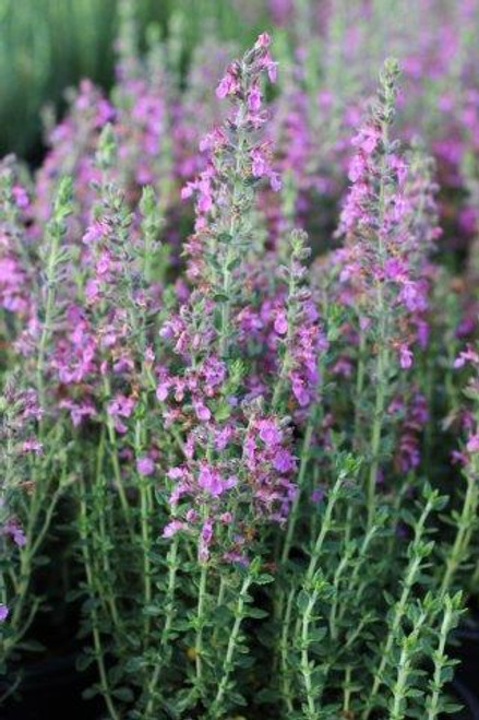 Teucrium chamaedrys