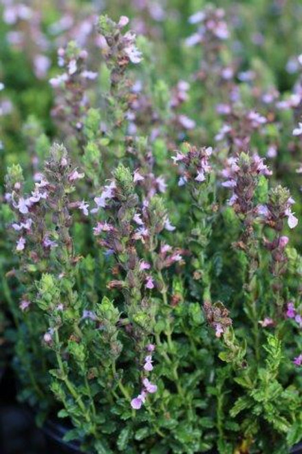 Teucrium chamaedrys 'Prostratum'