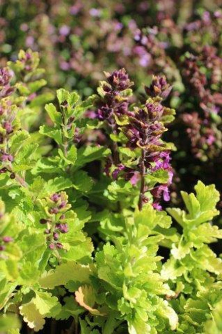 Teucrium chamaedrys 'Summer Sunshine'