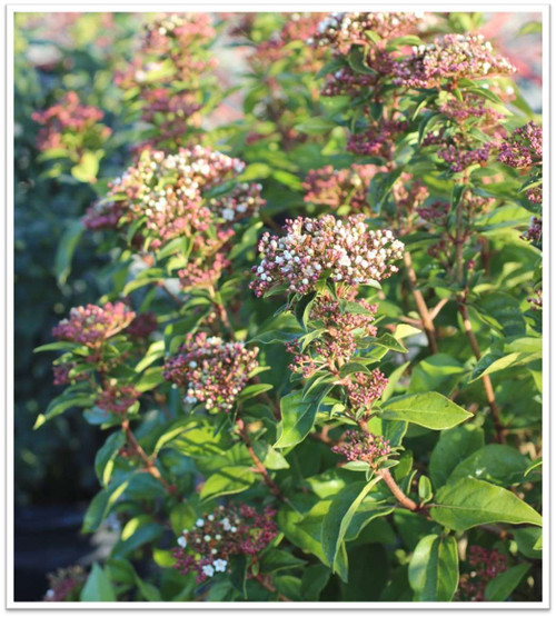 Viburnum tinus 'Spring Bouquet'