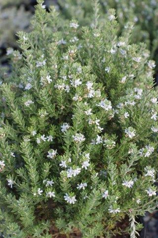 Westringia fruticosa Grey Box - Devil Mountain Wholesale Nursery