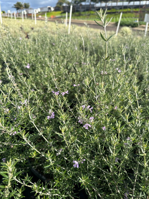 Westringia 'Wynyabbie Gem'