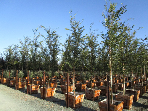 Zelkova serrata 'Musashino'