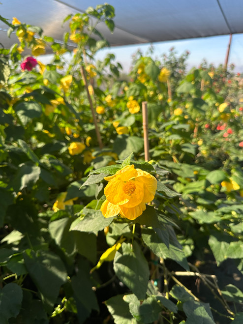 Abutilon 'Golden Ballerina'