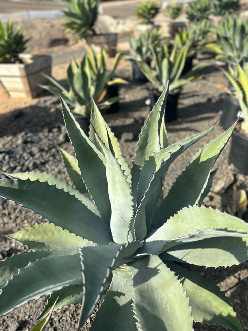 Agave americana x scabra - Devil Mountain Wholesale Nursery