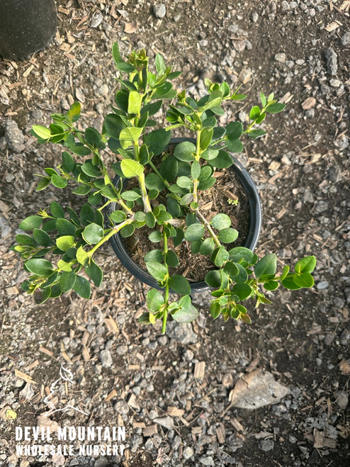 Carissa macrocarpa 'Green Carpet' - Devil Mountain Wholesale Nursery
