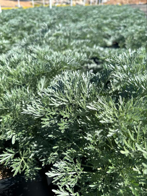 Artemisia 'Powis Castle'