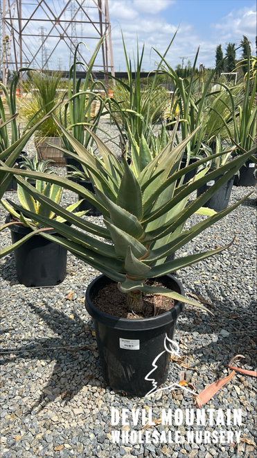 Aloe 'Hercules' 15 gallon