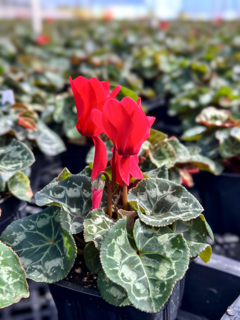 Cyclamen Latinia® Scarlet Red