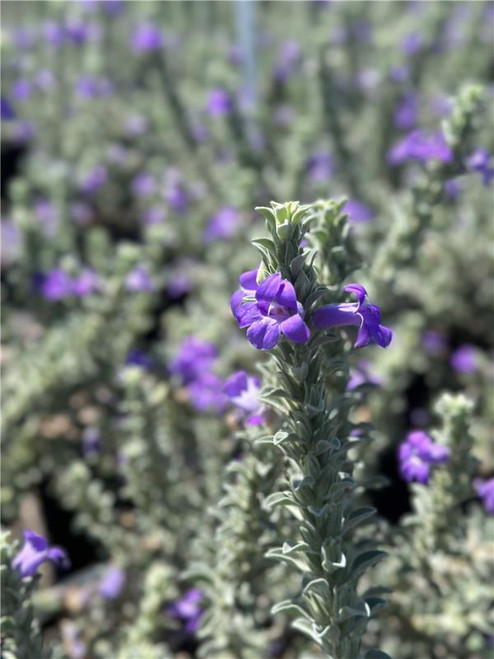 Eremophila hygrophana