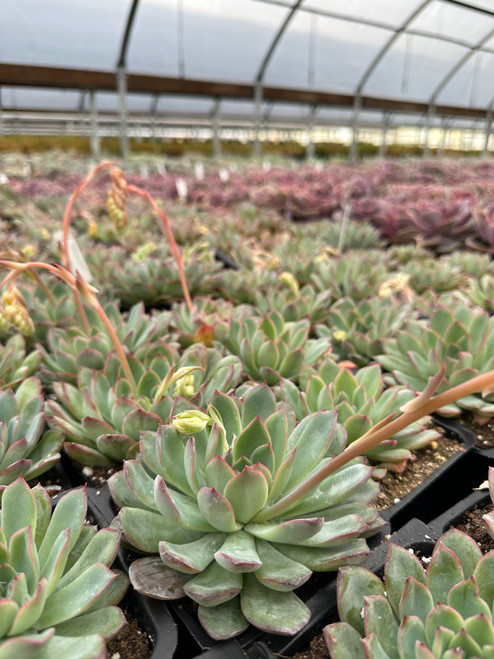 Echeveria 'Apus' 4"