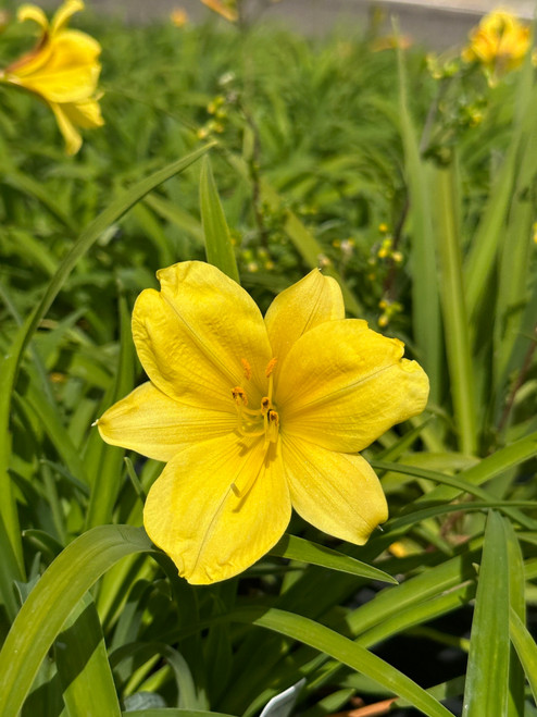 Hemerocallis yezoensis (Yellow)