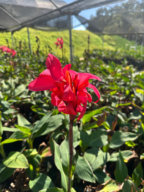Canna Cannova® - Devil Mountain Wholesale Nursery