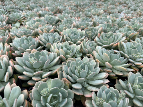 Graptoveria 'A Grim One' 4"