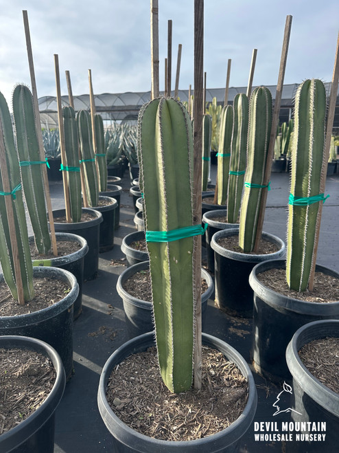 Pachycereus marginatus - Devil Mountain Wholesale Nursery