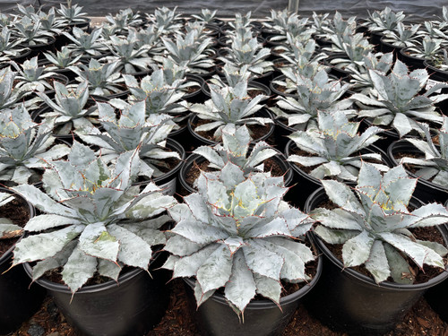 Agave guadalajarana 5 gal