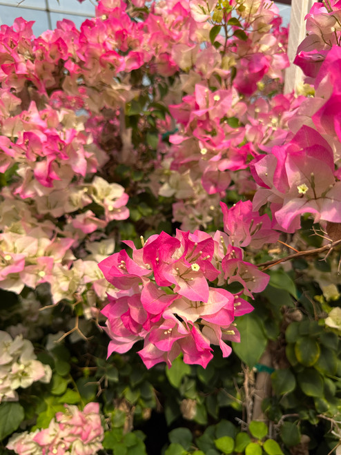 Bougainvillea 'Imperial Thai Delight'