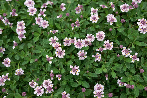 Lippia repens
