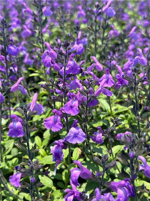 紫苑★ sama exclusive use Salvia greggii 'Mesa Azure' - Devil Mountain Wholesale Nursery