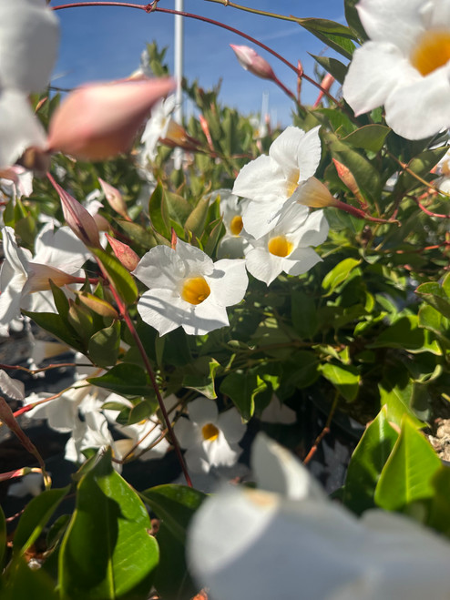 Mandevilla Sun Parasol Crimson - Devil Mountain Wholesale Nursery