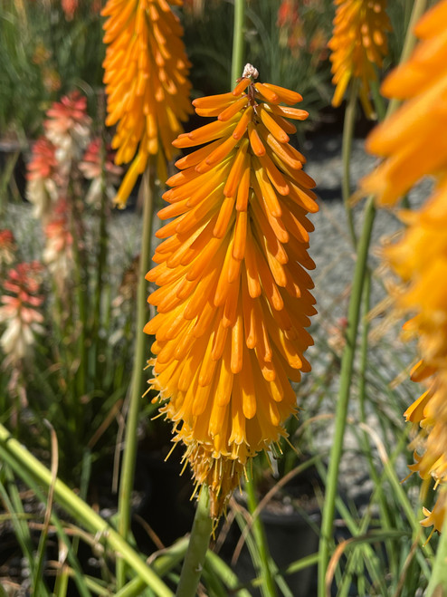 Kniphofia 'Mango Popsicle'