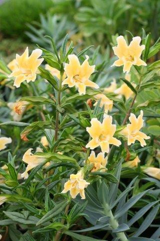 Mimulus 'Eleanor' flower