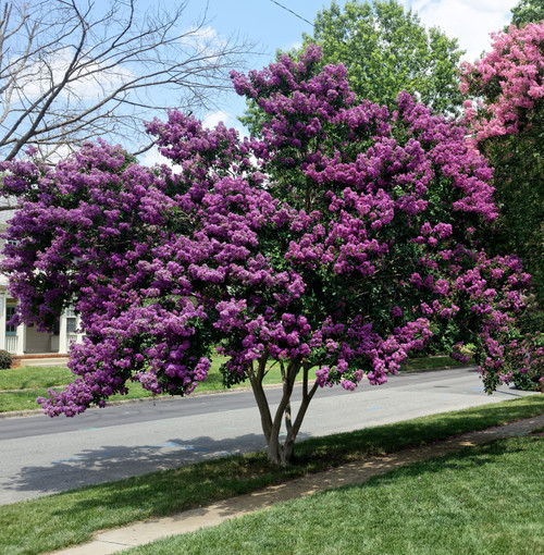 Lagerstroemia Twilight