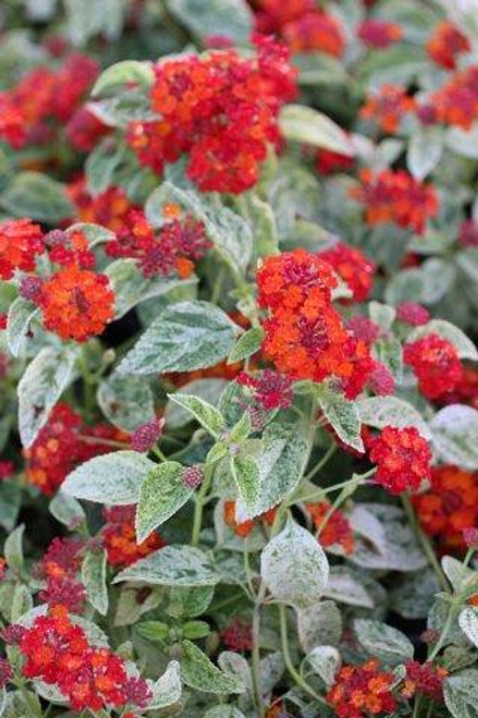 Lantana Cosmic Firestorm