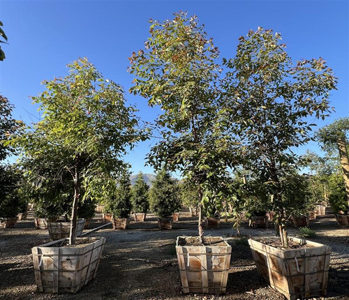 Plant Catalog - Evergreen Trees - Page 2 - Devil Mountain