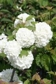 Viburnum opulus 'Roseum', 'Sterile'