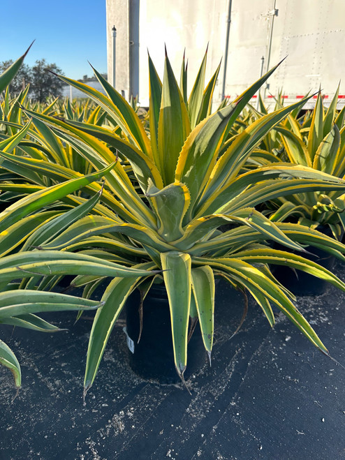 Agave desmettiana 'Gold Rush' 5 gal