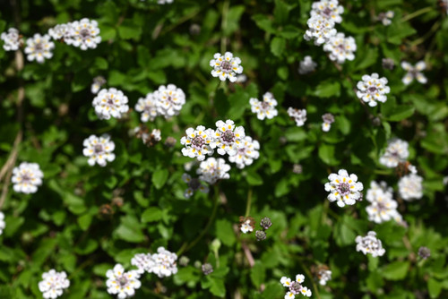 Lippia repens 'Kurapia'