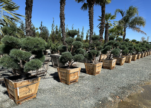 Pinus sylvestris 'Watereri' Pom-Pom 24" box