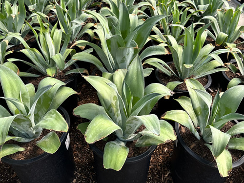 Agave attenuata 'Blue Fantastic' 5 gal