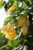 Abutilon 'Moonchimes' (Yellow)