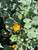Abutilon palmeri