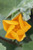Abutilon palmeri flower