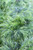 Acacia cognata 'Cousin Itt' leaf