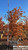 Acer palmatum 'Sango Kaku' 36" box, fall color