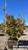 Acer palmatum 'Sango Kaku' 36" box