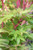 Acer palmatum 'Sango Kaku' foliage and bark