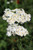 Achillea millefolium 'Black Butte' (White)