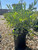 Acacia redolens 1 gal