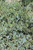 Acacia redolens leaf