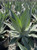 Agave 'Blue Flame' 3 gal