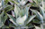 Agave 'Blue Flame' 1 gal