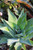 Agave 'Blue Flame' 1 gal