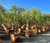 Agonis flexuosa Standard 24" box