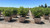 Arbutus unedo 'Compacta' Multi 24" box