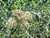 Asclepias fascicularis flower